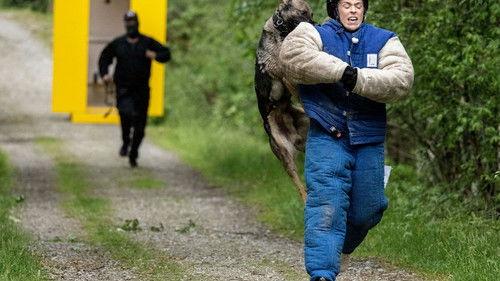 Boksen Season 1 Episode 3 - A bunch of sheep - part 1