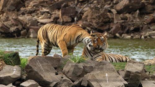 Into the Wild: India Season 1 Episode 5 - Rana: Queen of the Jungle