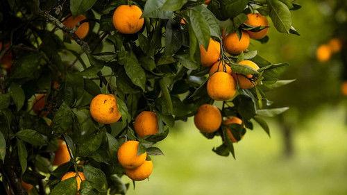 Wie is de Mol? Season 26 Episode 6 - Episode 6