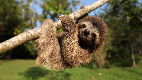 Nature Season 34 Episode 1 - Nature’s Miracle Orphans: Second Chances