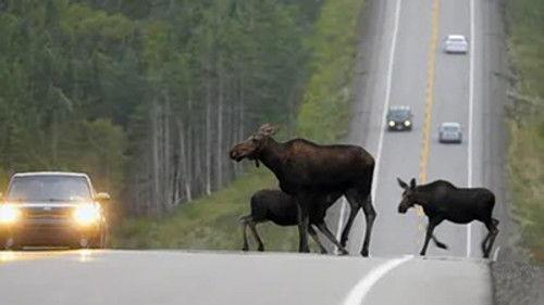 Kanadas Nationalparks Season 3 Episode 5 - Episode 5