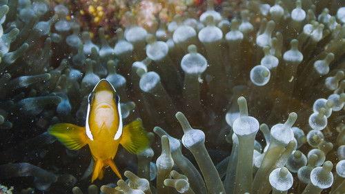 Life on the Reef Season 1 Episode 1 - Episode 1