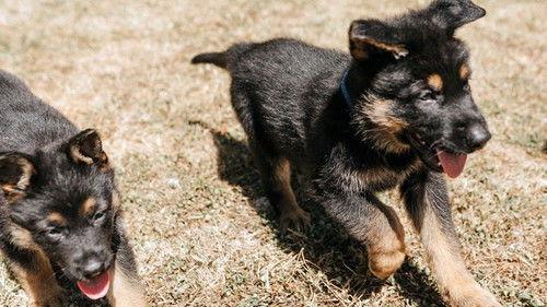 Dog Squad Puppy School Season 3 Episode 5 - Episode 5