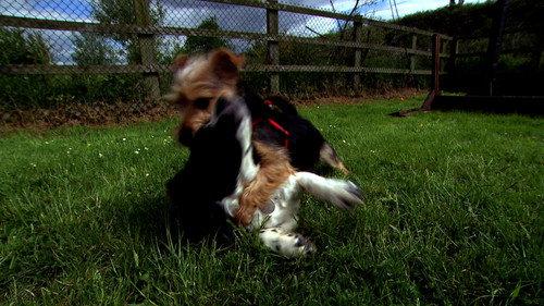 Cesar Millan's Leader of the Pack Season 1 Episode 9 - Dora's Dilemma