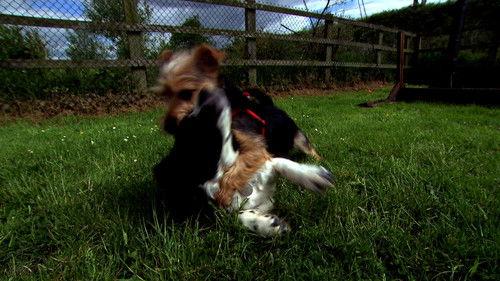 Cesar Millan's Leader of the Pack Season 1 Episode 9 - Dora's Dilemma