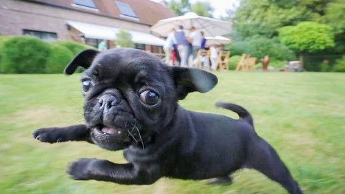 World's Funniest Animals Season 1 Episode 4 - Episode 104