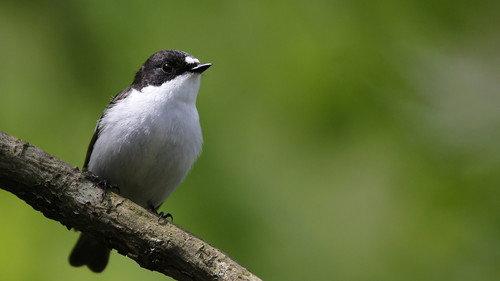 Springwatch Season 23 Episode 14 - Episode 10