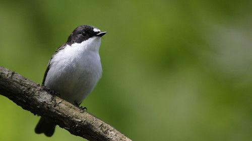 Springwatch Season 23 Episode 14 - Episode 10
