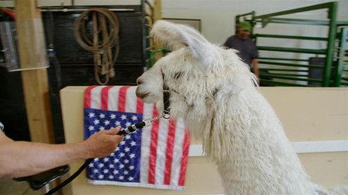 Heartland Docs, DVM Season 1 Episode 4 - Whole Llama Love