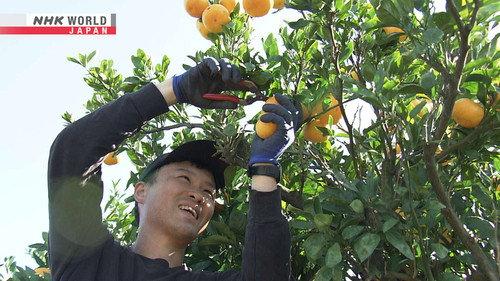 Hometown Stories Season 15 Episode 9 - Soul-Searching in a Mikan Orchard