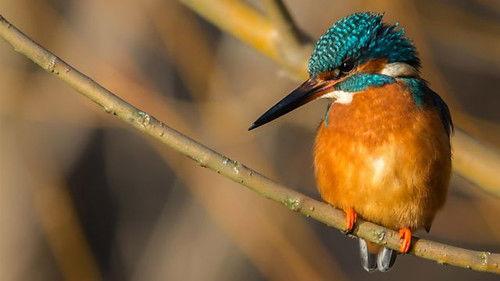 Springwatch Season 17 Episode 12 - Episode 12