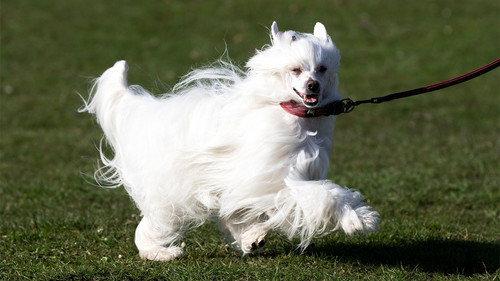 Crufts Season 15 Episode 11 - 2025 Day 4 - Part 2