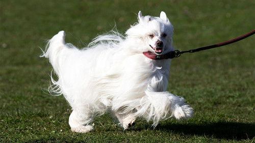 Crufts Season 15 Episode 11 - 2025 Day 4 - Part 2