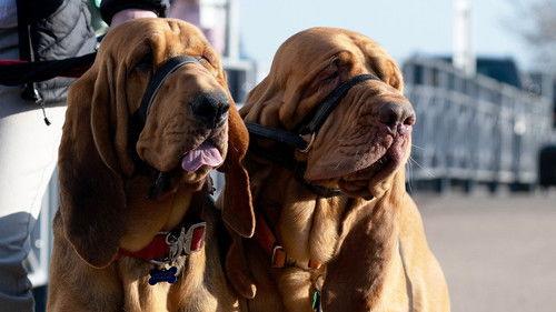 Crufts Season 15 Episode 8 - 2025 Day 3 - Part 2