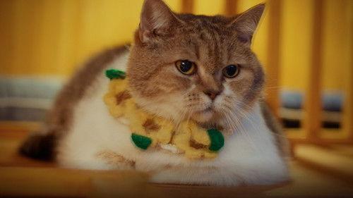 Cat for Cash Season 1 Episode 2 - Episode 2