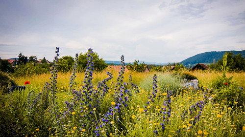 Hinter den Hecken Season 3 Episode 6 - The endless garden