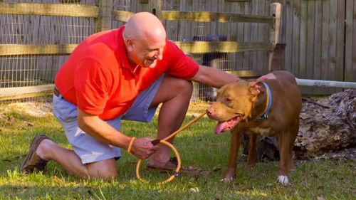 Pit Bulls and Parolees Season 18 Episode 3 - Dirt Road Refugees