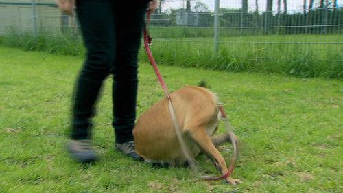 Cesar Millan's Leader of the Pack Season 1 Episode 7 - Once Bitten