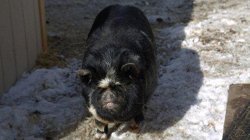 Dr. Oakley, Yukon Vet Season 10 Episode 3 - Flip the Pig