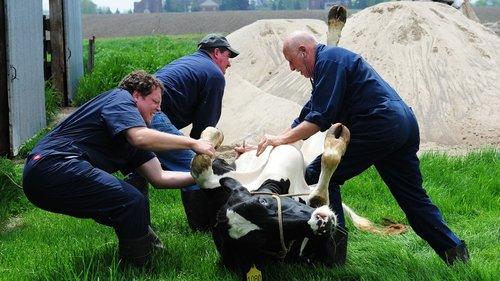 The Incredible Dr. Pol Season 1 Episode 4 - Got Your Goat