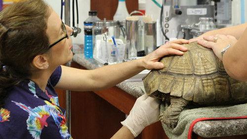 Dr. K's Exotic Animal ER Season 1 Episode 2 - A Bad Case of Rotten Eggs