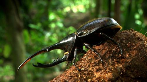 Animal Fight Night Season 2 Episode 6 - Wolverines, Giant Hornets, Koalas