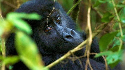 Gorilla Family & Me Season 1 Episode 2 - Episode 2