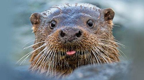 Springwatch Season 17 Episode 5 - Episode 5