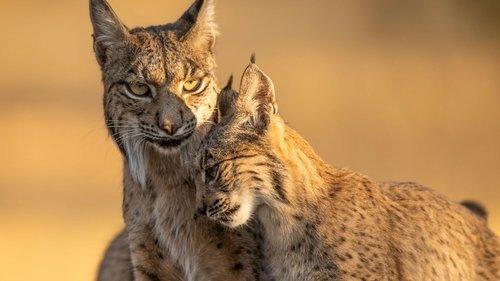 Parenthood Season 1 Episode 1 - The Greatest Adventure