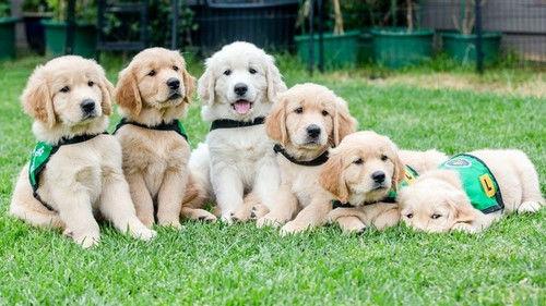 Dog Squad Puppy School Season 3 Episode 1 - Episode 1