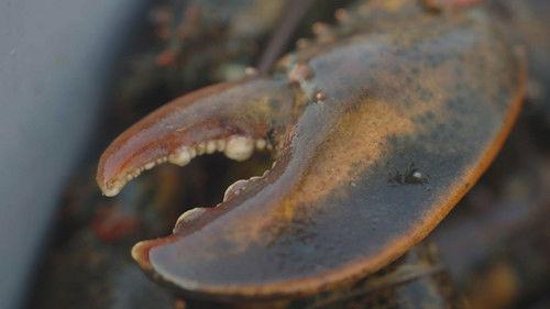 Enquête Season 19 Episode 7 - Episode 7