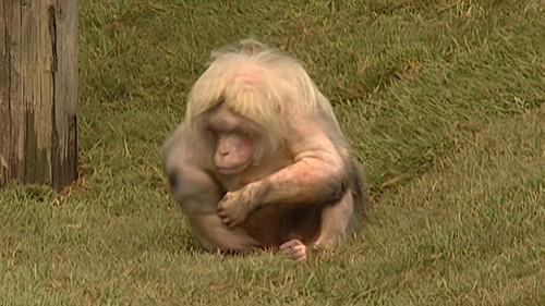 Monkey Business Season 7 Episode 9 - Episode 9