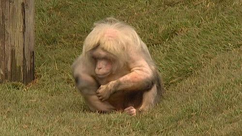 Monkey Business Season 7 Episode 9 - Episode 9