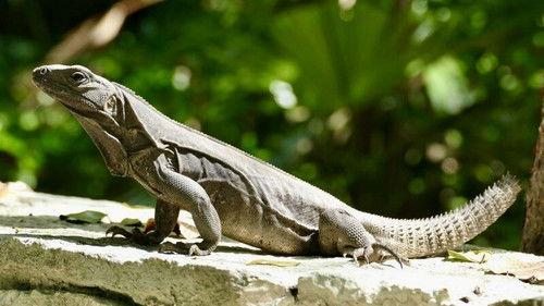 Little Giants Season 1 Episode 12 - Episode 12