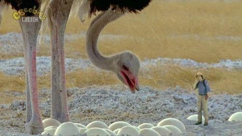 Andy's Wild Adventures Season 1 Episode 17 - Ostriches