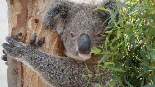 The Zoo: San Diego Season 2 Episode 7 - Koala Boys