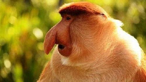 Natural World Season 16 Episode 13 - Borneo: Island in the Clouds