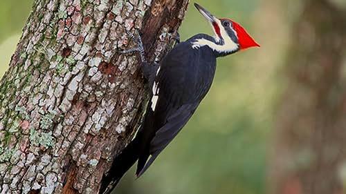 How Do Animals Do That? Season 1 Episode 12 - Headbanging Birds and Unsinkable Ants