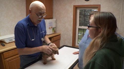 The Incredible Dr. Pol Season 15 Episode 7 - Frankly My Deer...