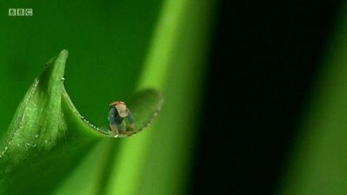 Andy's Wild Adventures Season 1 Episode 18 - Strawberry Dart Frogs