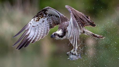 Springwatch Season 22 Episode 4 - Episode 4
