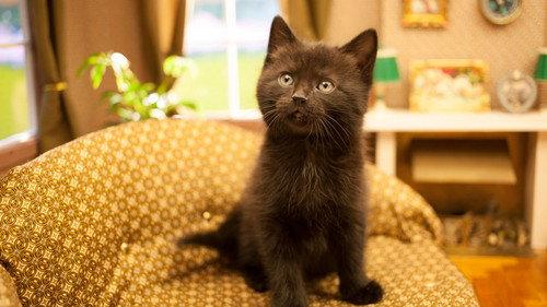 Poesjes Season 1 Episode 10 - Episode 10