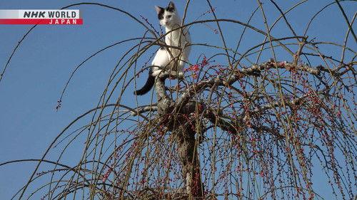 Background image for Nara: An Ancient Capital Awaits Spring