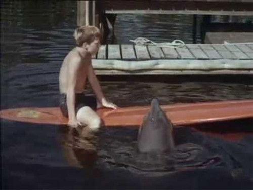 Flipper Season 2 Episode 24 - The Raccoon who Came to Dinner