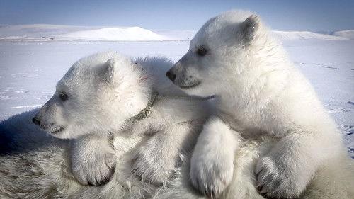 72 Cutest Animals Season 1 Episode 10 - Pole to Pole