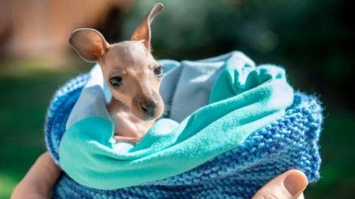 Crikey! It's the Irwins Season 3 Episode 1 - Australia Zoo Begins Again