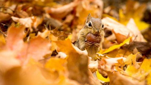 Earth's Greatest Spectacles Season 1 Episode 1 - New England