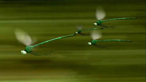 Minuscule: The Private Life of Insects Season 1 Episode 16 - Dragonflies