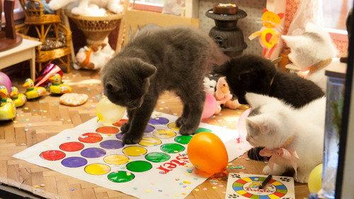 Poesjes Season 1 Episode 4 - Episode 4