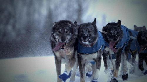 Life Below Zero Season 22 Episode 2 - Bulletproof